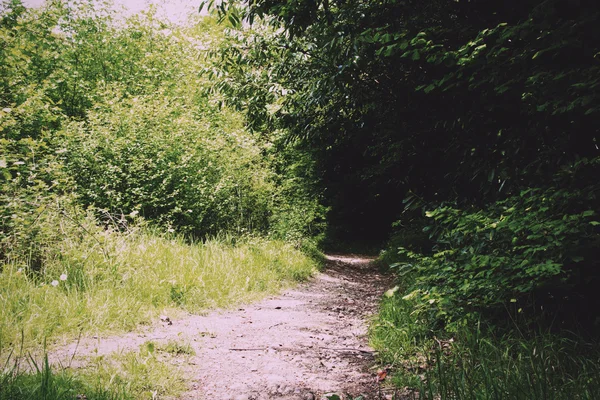 Camino a través de los árboles en un bosque inglés Vintage Retro Fi — Foto de Stock