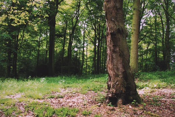 Українська woodland на початку ранкового сонця ретро фільтр старовинні. — стокове фото