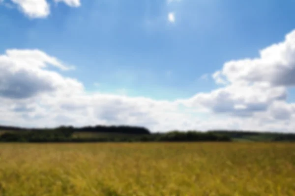 Trigo creciendo en un campo en los Chilterns fuera de foco . — Foto de Stock