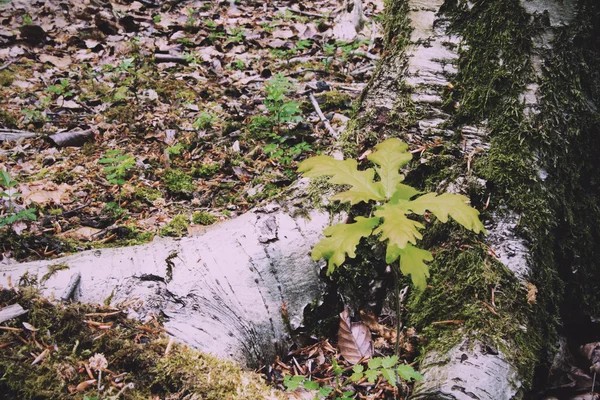 Muschio che cresce su un vecchio ramo d'albero Vintage Retro Filter . — Foto Stock