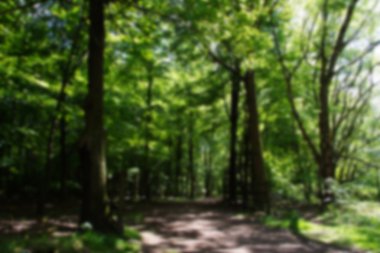 Ağaçlar yak²n üzerinden dolambaçlı yolu ile kırsal yürüyüş.