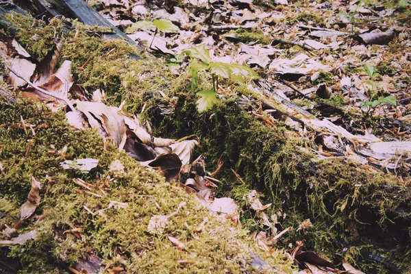 Moss growing on an old tree branch Vintage Retro Filter. — Stock Photo, Image