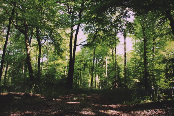 Floresta inglesa bonita em uma manhã de primavera Vintage Retro Fil — Fotografia de Stock