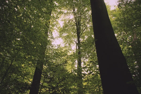 Zon schijnt door de bomen in en het Engels hout Vintage Retro — Stockfoto