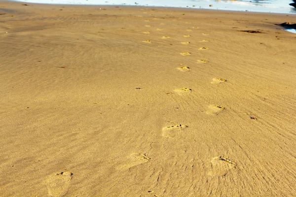 ポルジース ビーチの砂の上の足跡 — ストック写真