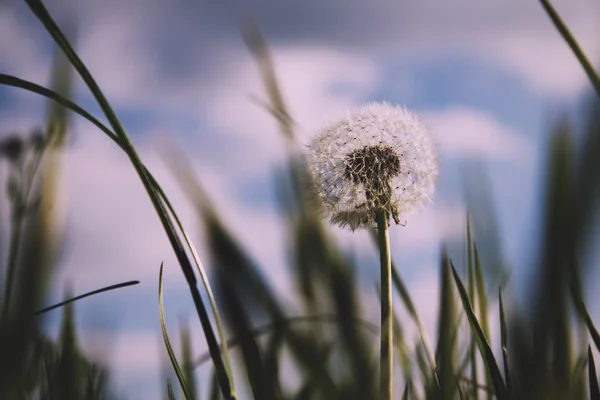 Närbild på en maskros i långt gräs Vintage Retro Filter. — Stockfoto