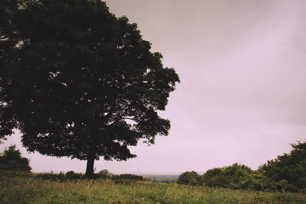Stromové zobrazení nad Chiltern krajinou, Buckinghamshire Vint — Stock fotografie