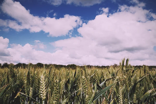 Trigo crescendo em um campo no Filtro Retro Vintage Chilterns . — Fotografia de Stock