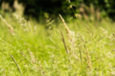 Uzun çim tohumu mezartaşı dışarı-in odak ile yakın çekim.