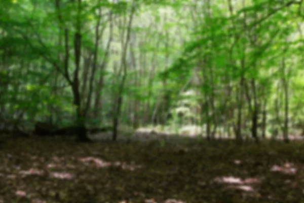 Mirando a través de los árboles en un bosque inglés fuera de foco . —  Fotos de Stock