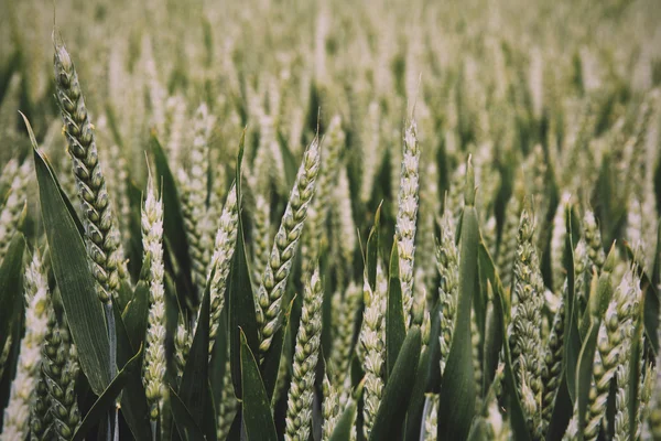 Gros plan sur le blé vert toujours en croissance Filtre Vintage Retro . — Photo