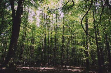 Bir İngiliz ahşap Retro Vintage Filte ağaçların arasından arıyorsunuz