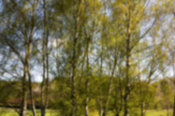 Silver birch trees against a blue sky Out of focus. — 图库照片