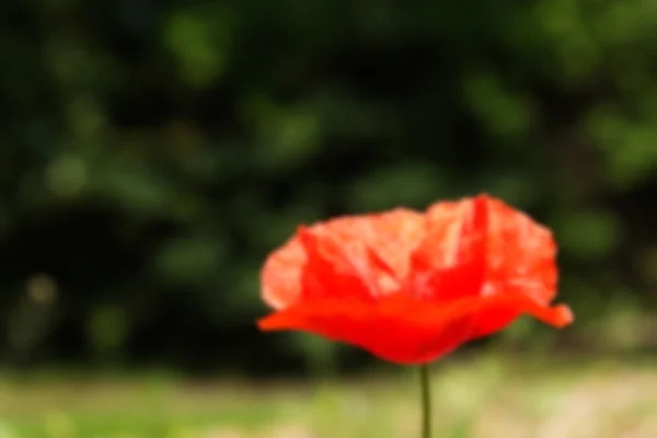 Papoila vermelha brilhante com um fundo desfocado Fora de foco . — Fotografia de Stock