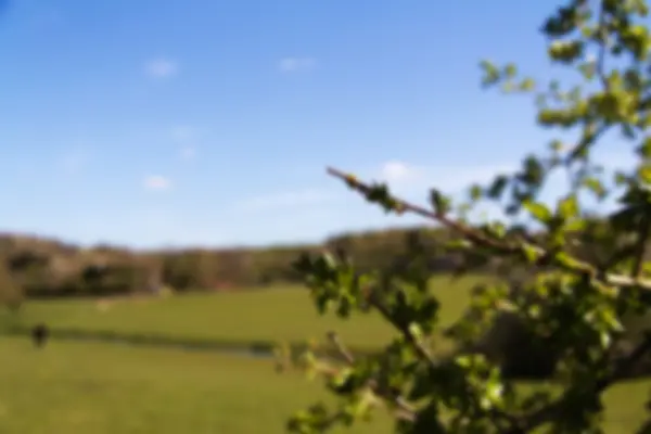 Nahaufnahme von Dornenbusch vor blauem Himmel unscharf. — Stockfoto