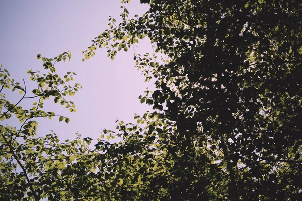 Looking through the trees in an English wood Vintage Retro Filte — Stock Photo, Image