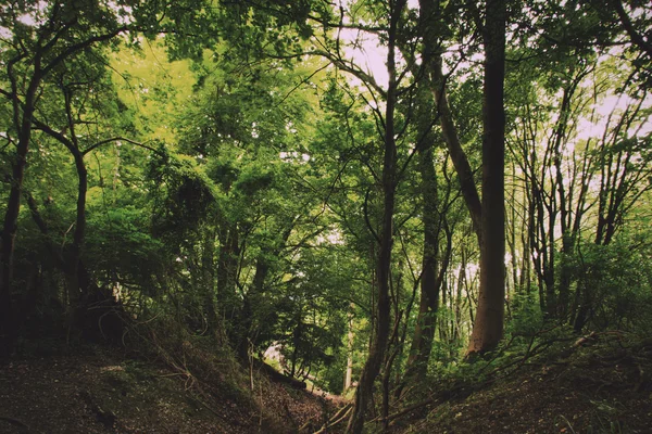 Ver a través de bosques ingleses en el verano Vintage Retro Filter — Foto de Stock
