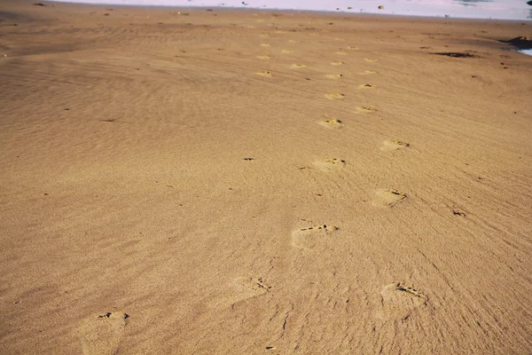 Footprints in the sand on Polzeath beach Vintage Retro Filter. — Stock Photo, Image