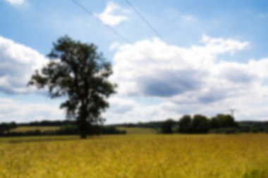 Out of The Chilterns odak alanında büyüyen buğday.