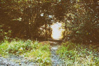 Her iki tarafta ağaçların çevrili yolu
