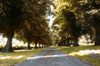 Her iki tarafta ağaçların çevrili yolu