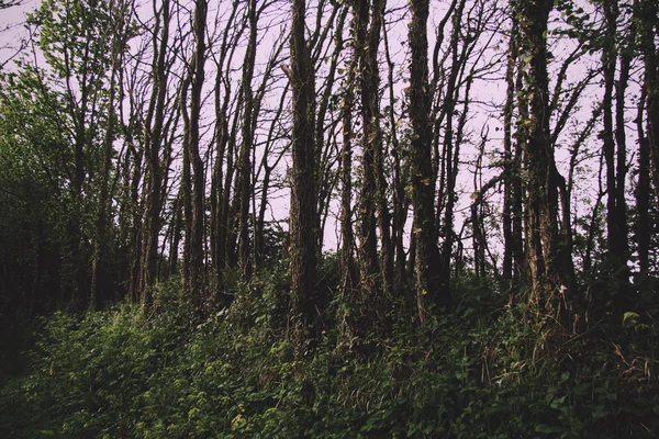 Fák a vidéki oldala mentén gyalog Vintage Retro szűrő. — Stock Fotó
