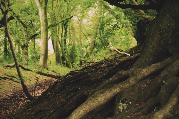 Ver a través de bosques ingleses en el verano Vintage Retro Filter — Foto de Stock