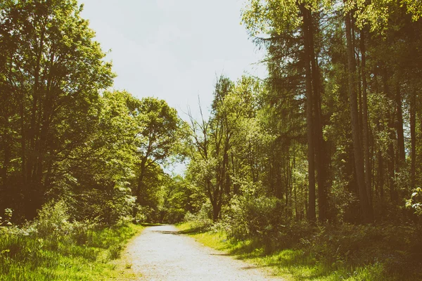 Landsbygden promenad med vägen slingrar sig genom träden — Stockfoto