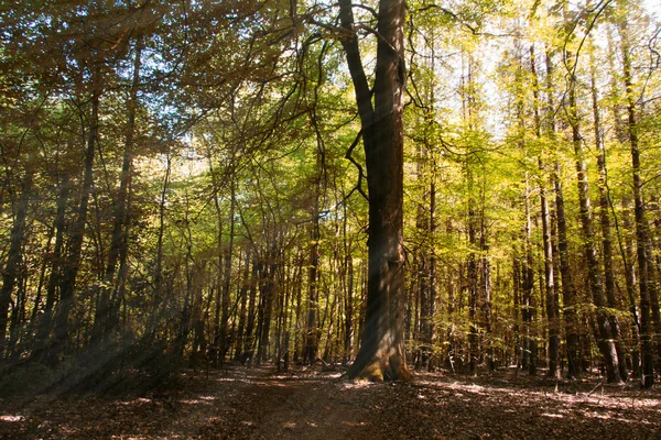 Looking through the trees in an English wood — Stock Photo, Image