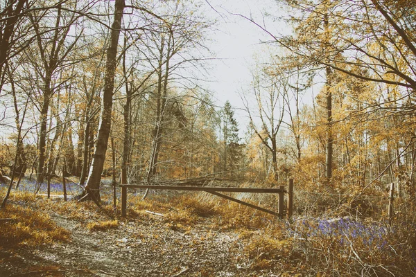 Vista a través de los árboles en un paseo por el campo — Foto de Stock