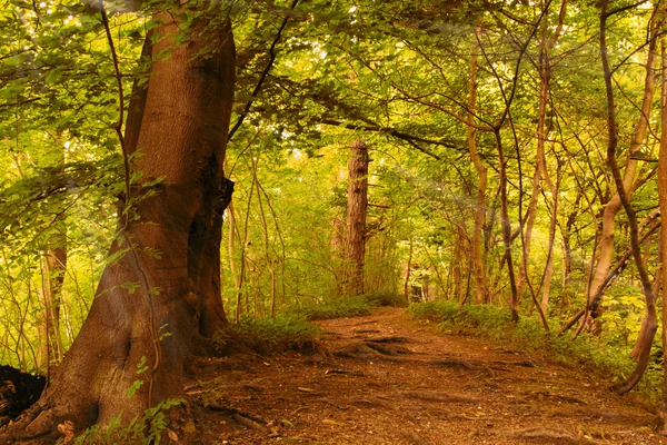 Vue à travers les bois anglais en été — Photo