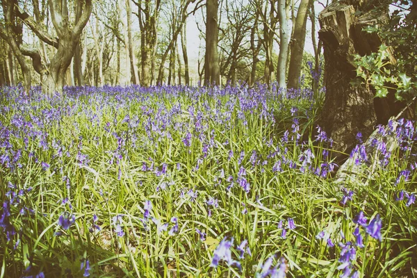 Nahaufnahme von Blauglocken auf einer Wiese — Stockfoto