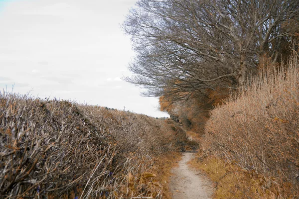 Zien door de bomen op een land-wandeling — Stockfoto