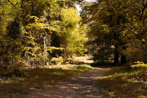 Landsbygden promenad med vägen slingrar sig genom träden — Stockfoto