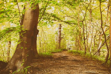 Yaz aylarında İngilizce woodland görüntülemek