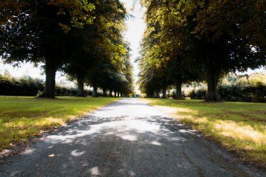 Her iki tarafta ağaçların çevrili yolu