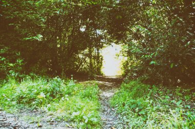 Her iki tarafta ağaçların çevrili yolu