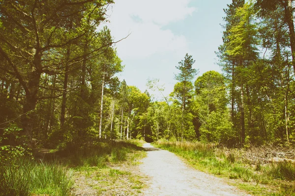 Countryside walk with path winding through trees — Stock Photo, Image