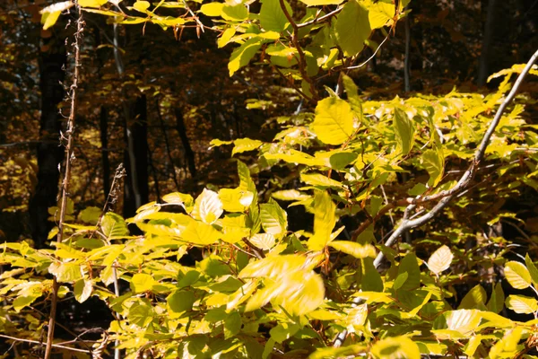 Looking through the trees in an English wood — Stock Photo, Image