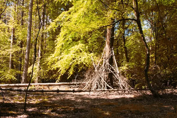 Byggnaden camp av grenar i skogen — Stockfoto