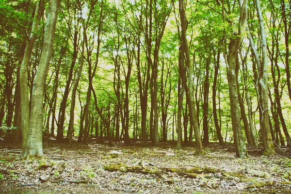 Regardant à travers les arbres dans un bois anglais — Photo