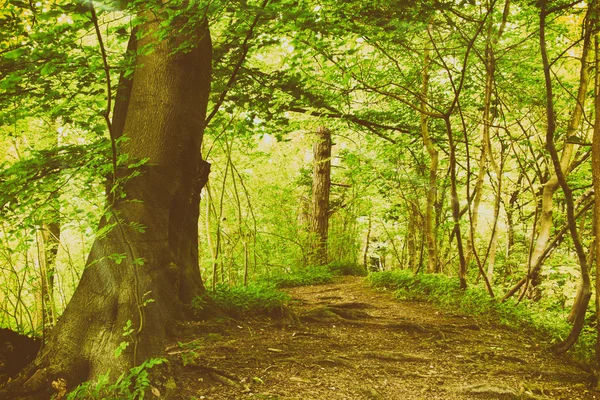 Yaz aylarında İngilizce woodland görüntülemek