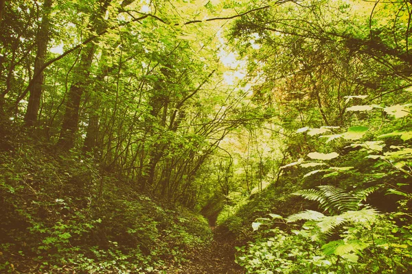 Yaz aylarında İngilizce woodland görüntülemek — Stok fotoğraf