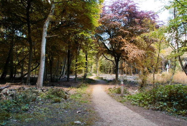 Caminata por el campo con sendero serpenteando entre árboles — Foto de Stock
