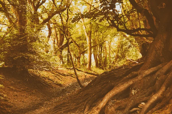 Ver a través de bosques ingleses en el verano — Foto de Stock