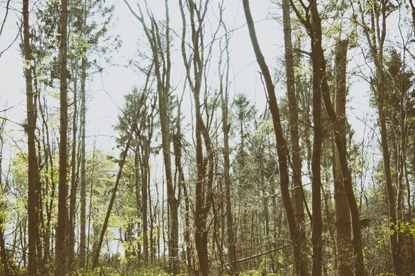 Vista a través de los árboles en un paseo por el campo — Foto de Stock