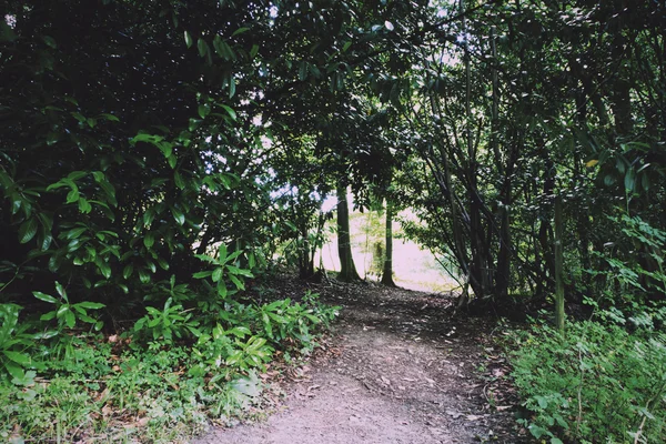 Cesta obklopená stromy po obou stranách Vintage Retro filtru. — Stock fotografie