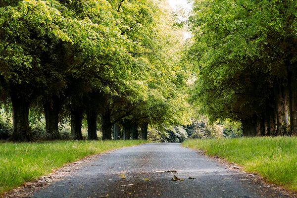 Caminho atravessando as árvores em uma madeira inglesa — Fotografia de Stock