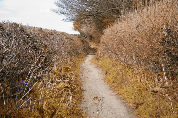 Zien door de bomen op een land-wandeling — Stockfoto