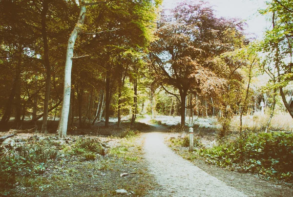 Ağaçların arasından sarma yolu ile kırsal yürüyüş — Stok fotoğraf
